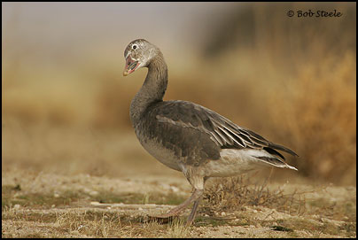 Snow Goose (Chen caerulescens)