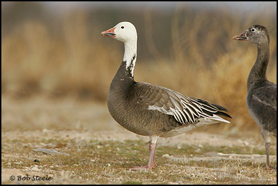 Snow Goose (Chen caerulescens)