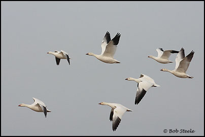 Snow Goose (Chen caerulescens)