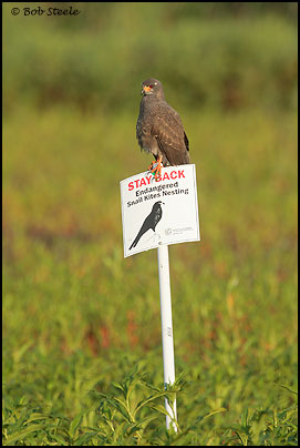 Snail Kite (Rostrhamus sociabilis)