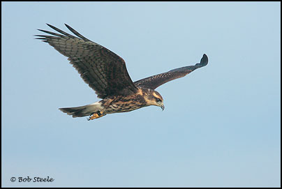 Snail Kite (Rostrhamus sociabilis)