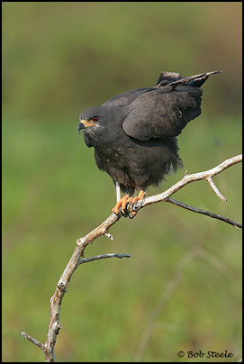 Snail Kite (Rostrhamus sociabilis)
