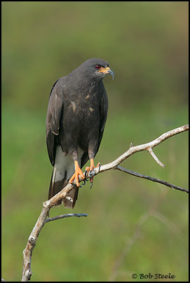 Snail Kite (Rostrhamus sociabilis)