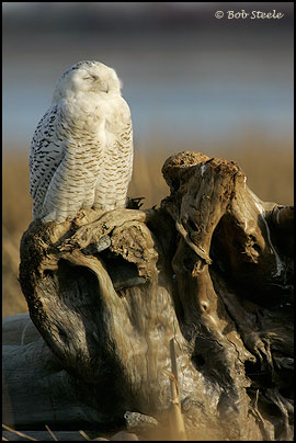 Snowy Owl (Nyctea scandiaca)