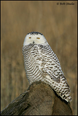 Snowy Owl (Nyctea scandiaca)