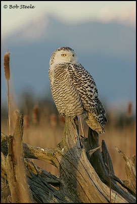 Snowy Owl (Nyctea scandiaca)