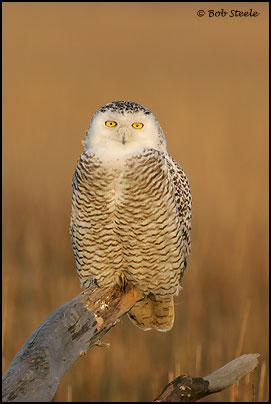 Snowy Owl (Nyctea scandiaca)