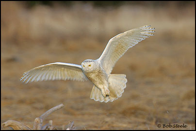 Snowy Owl (Nyctea scandiaca)
