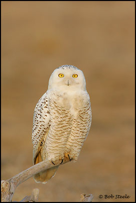 Snowy Owl (Nyctea scandiaca)