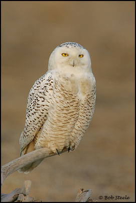 Snowy Owl (Nyctea scandiaca)