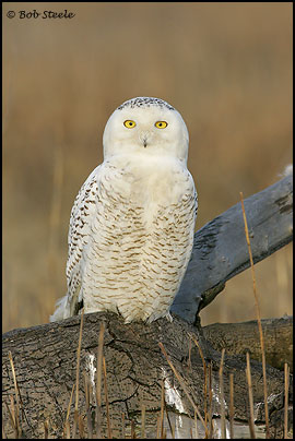 Snowy Owl (Nyctea scandiaca)