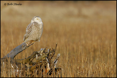 Snowy Owl (Nyctea scandiaca)