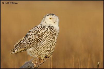 Snowy Owl (Nyctea scandiaca)