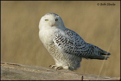 Snowy Owl (Nyctea scandiaca)