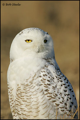 Snowy Owl (Nyctea scandiaca)