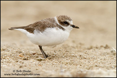Snowy Plover (Charadrius alexandrinus)