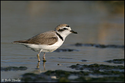 Snowy Plover (Charadrius alexandrinus)