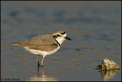 Snowy Plover (Charadrius alexandrinus)
