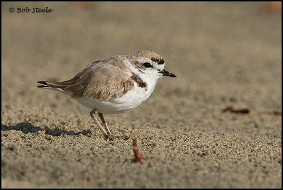 Snowy Plover (Charadrius alexandrinus)
