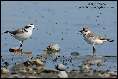 Snowy Plover (Charadrius alexandrinus)