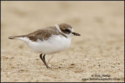 Snowy Plover (Charadrius alexandrinus)