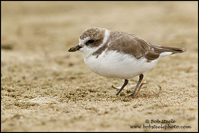 Snowy Plover (Charadrius alexandrinus)