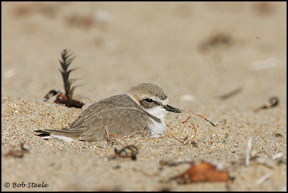 Snowy Plover (Charadrius alexandrinus)