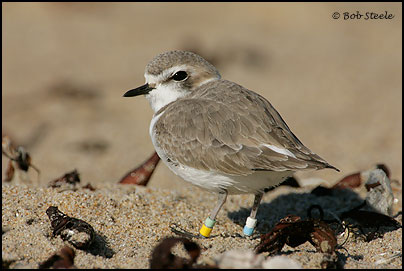 Snowy Plover (Charadrius alexandrinus)