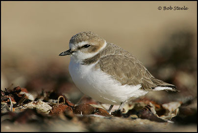 Snowy Plover (Charadrius alexandrinus)