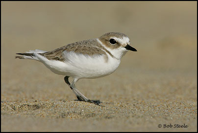 Snowy Plover (Charadrius alexandrinus)