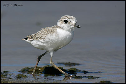 Snowy Plover (Charadrius alexandrinus)