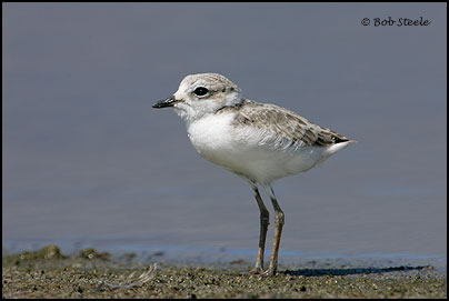 Snowy Plover (Charadrius alexandrinus)