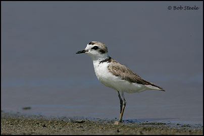 Snowy Plover (Charadrius alexandrinus)