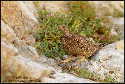 Sooty Grouse (Dendragapus fuliginosus)