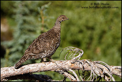 Sooty Grouse (Dendragapus fuliginosus)