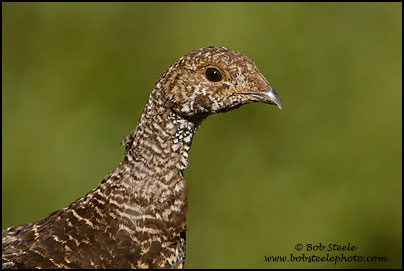 Sooty Grouse (Dendragapus fuliginosus)