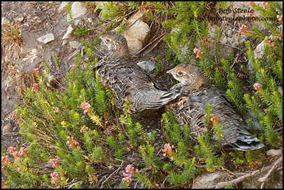 Sooty Grouse (Dendragapus fuliginosus)