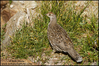 Sooty Grouse (Dendragapus fuliginosus)