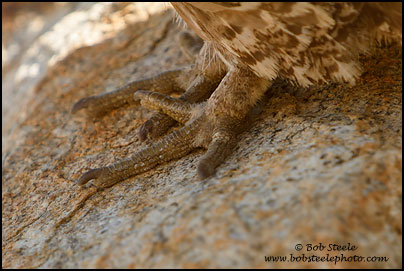 Sooty Grouse (Dendragapus fuliginosus)