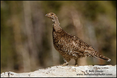 Sooty Grouse (Dendragapus fuliginosus)