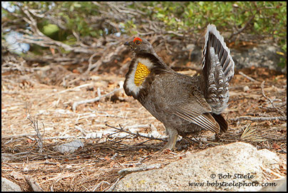 Sooty Grouse (Dendragapus fuliginosus)