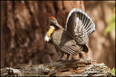 Sooty Grouse (Dendragapus fuliginosus)