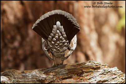 Sooty Grouse (Dendragapus fuliginosus)