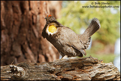 Sooty Grouse (Dendragapus fuliginosus)