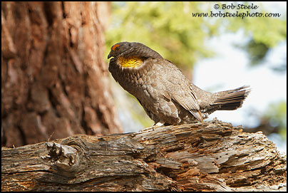 Sooty Grouse (Dendragapus fuliginosus)