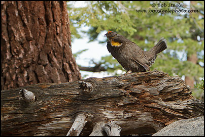 Sooty Grouse (Dendragapus fuliginosus)