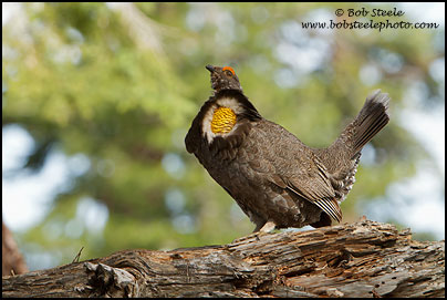 Sooty Grouse (Dendragapus fuliginosus)