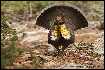 Sooty Grouse (Dendragapus fuliginosus)