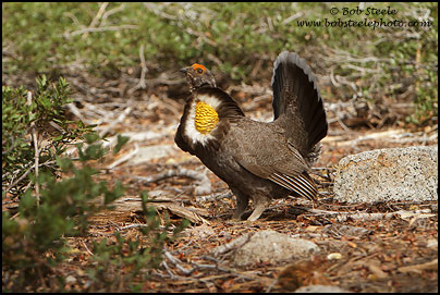 Sooty Grouse (Dendragapus fuliginosus)