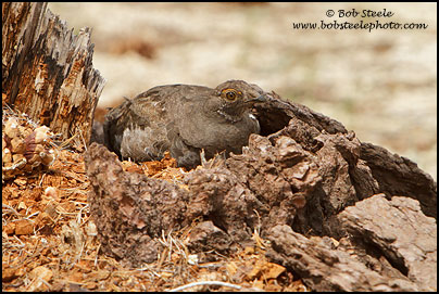 Sooty Grouse (Dendragapus fuliginosus)